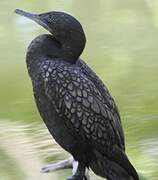 Little Black Cormorant