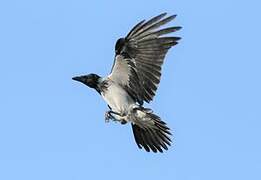 Hooded Crow