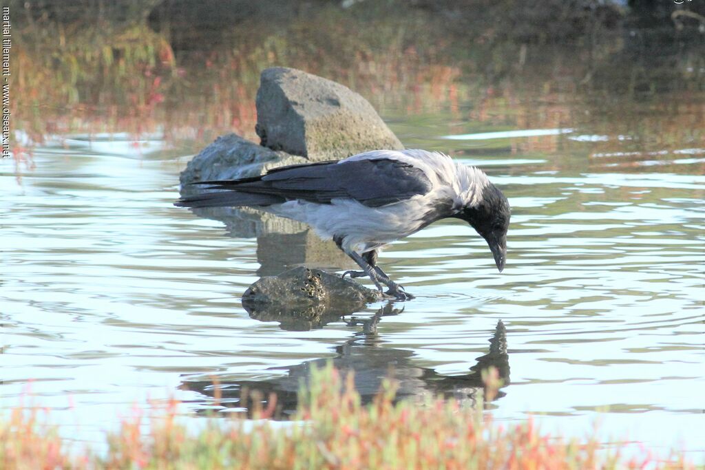 Hooded Crow