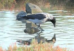 Hooded Crow