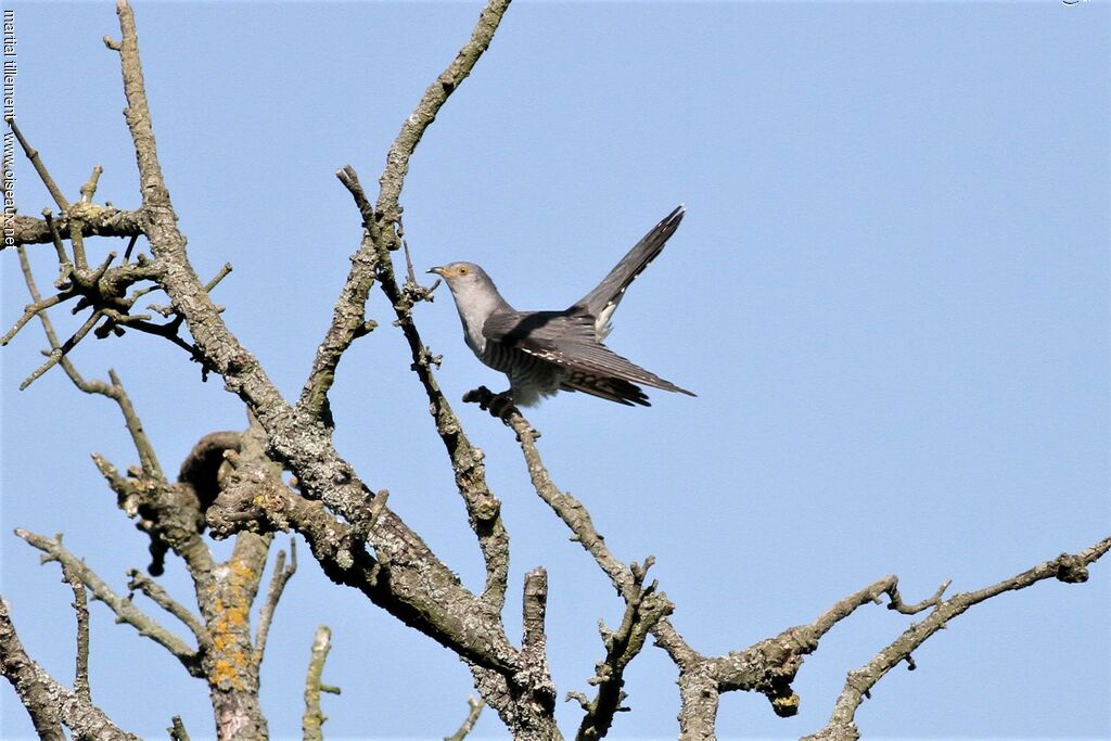 Coucou gris mâle