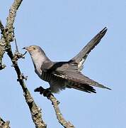 Common Cuckoo