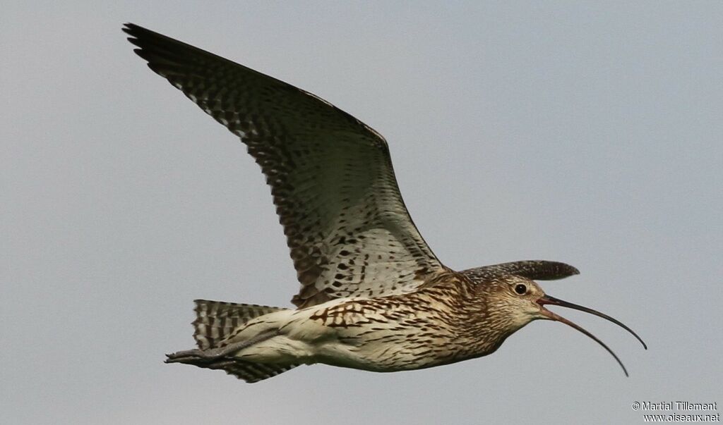 Eurasian Curlew