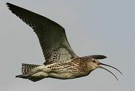 Eurasian Curlew