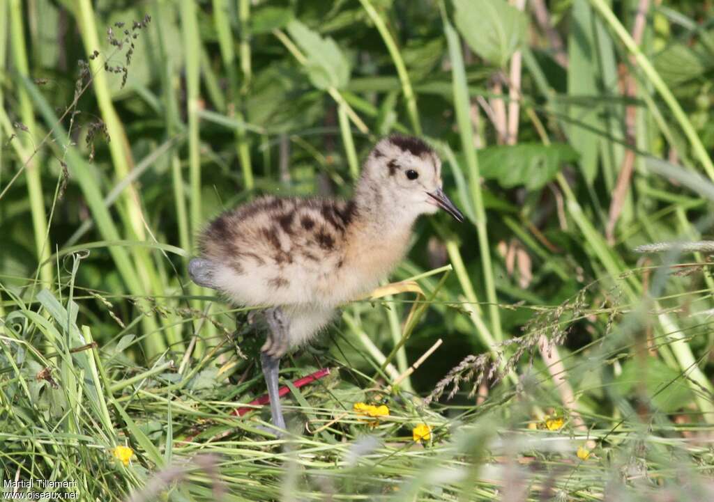 Eurasian CurlewPoussin, identification