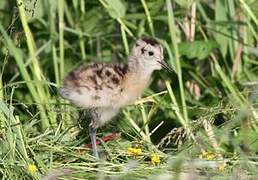 Eurasian Curlew