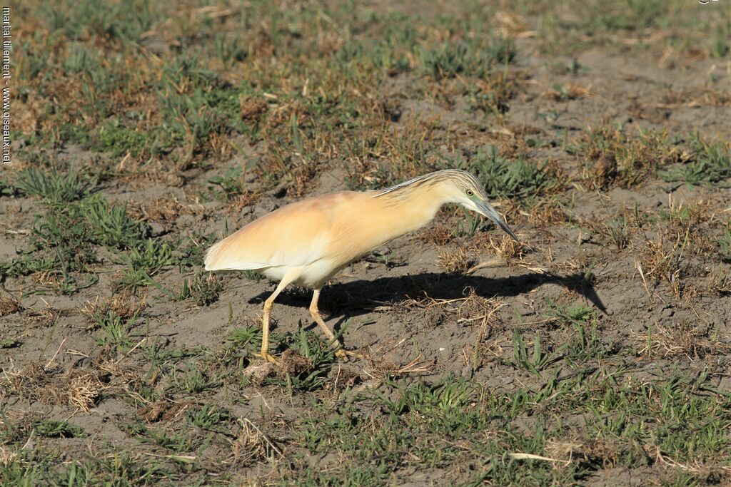 Squacco Heronadult breeding