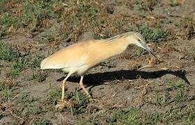 Squacco Heron