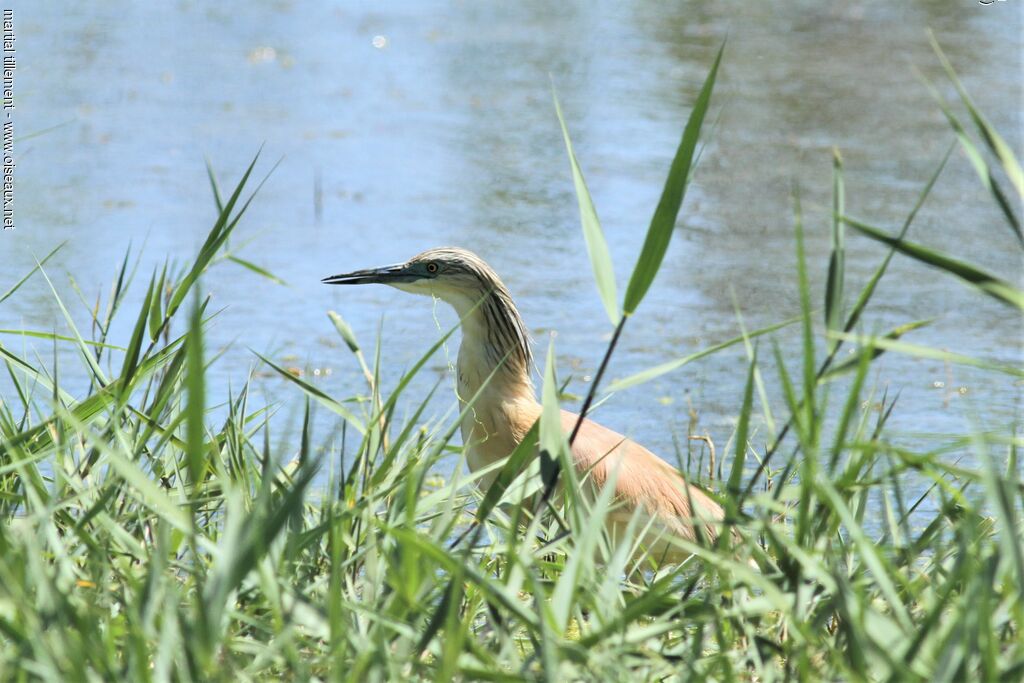 Squacco Heron