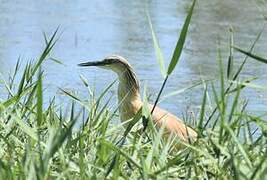 Squacco Heron