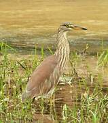 Chinese Pond Heron