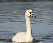 Cygne tuberculé