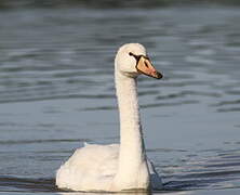 Cygne tuberculé