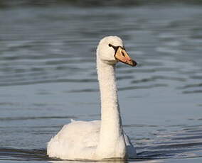 Cygne tuberculé