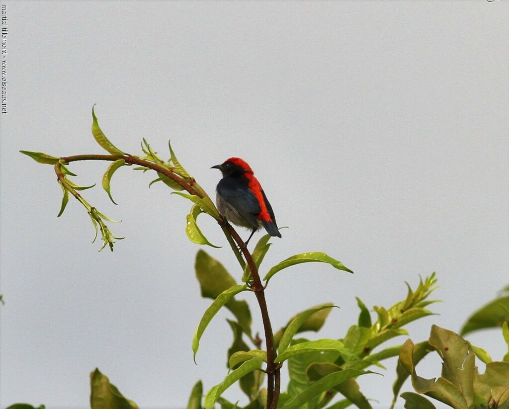 Dicée à dos rouge mâle adulte, habitat, pigmentation