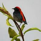 Dicée à dos rouge