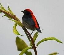 Scarlet-backed Flowerpecker