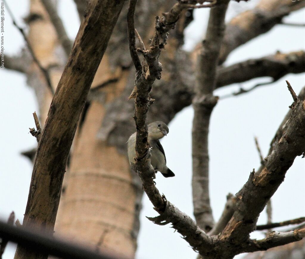 Scarlet-backed Flowerpecker female adult