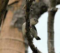 Scarlet-backed Flowerpecker