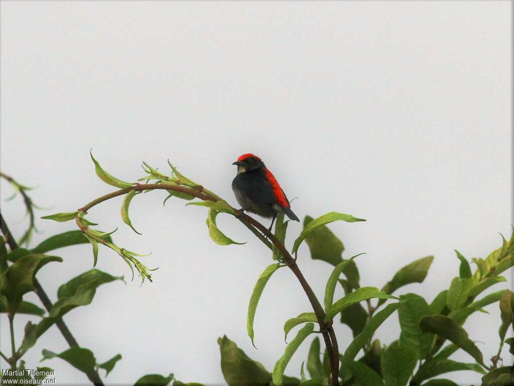 Scarlet-backed Flowerpecker male adult, habitat, pigmentation