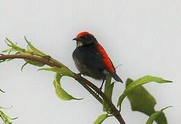 Scarlet-backed Flowerpecker