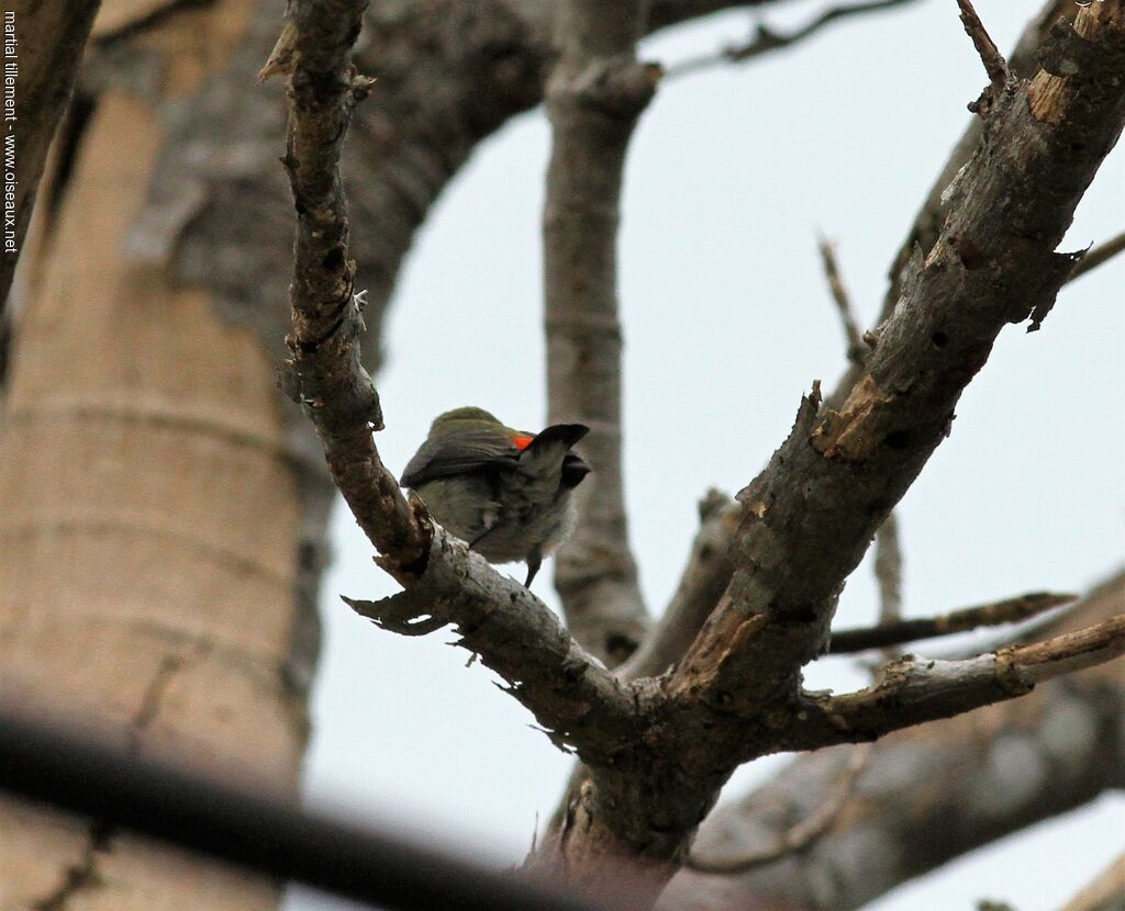 Scarlet-backed Flowerpecker female