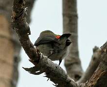 Scarlet-backed Flowerpecker