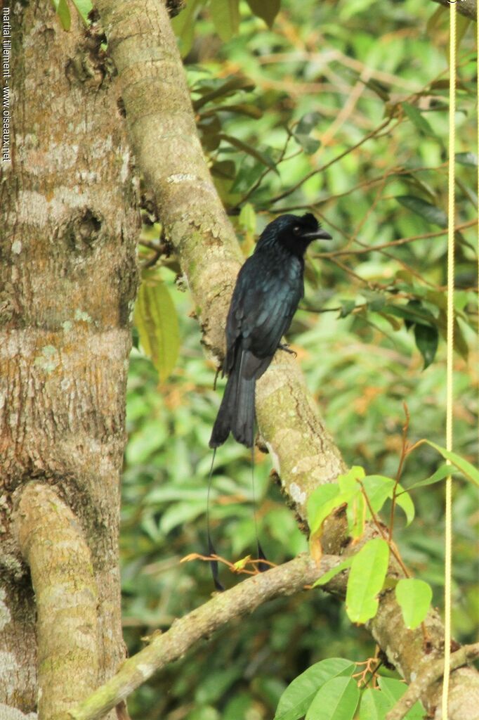 Drongo à raquettes