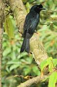 Greater Racket-tailed Drongo