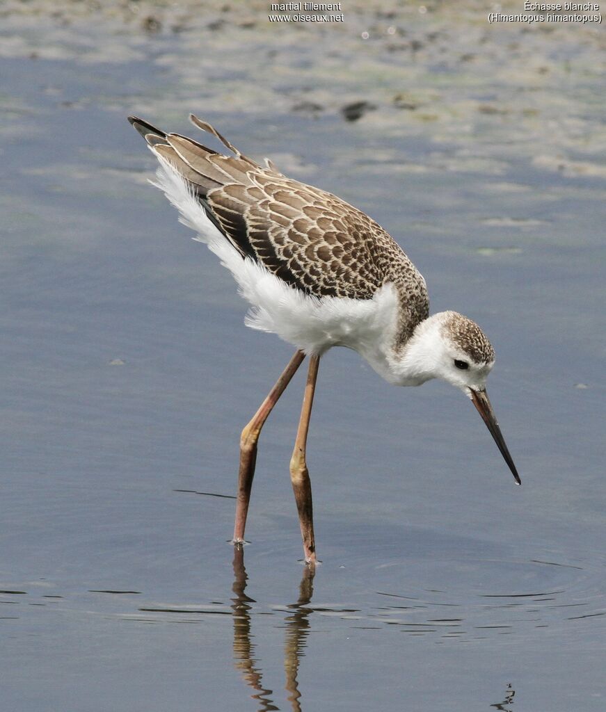 Black-winged Stiltjuvenile