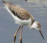 Black-winged Stilt