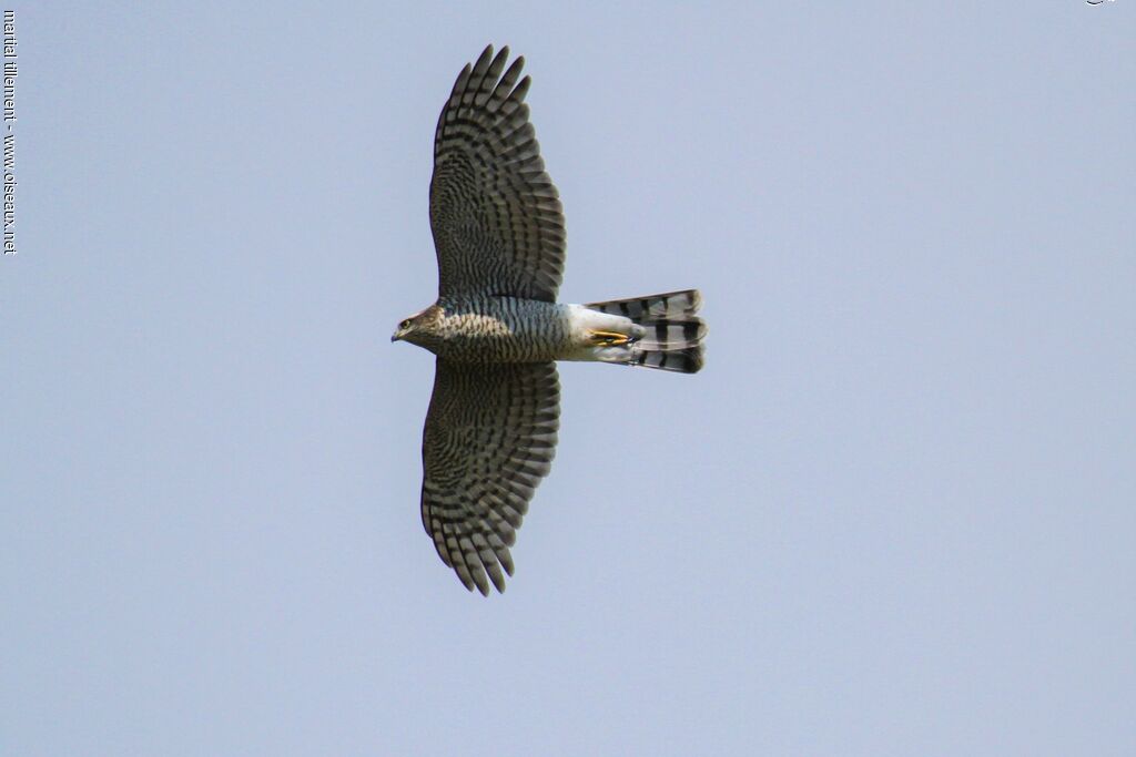 Eurasian Sparrowhawk