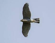 Eurasian Sparrowhawk