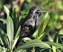 Common Starling