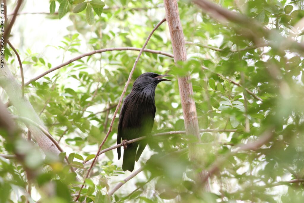 Spotless Starling