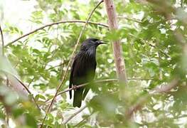 Spotless Starling