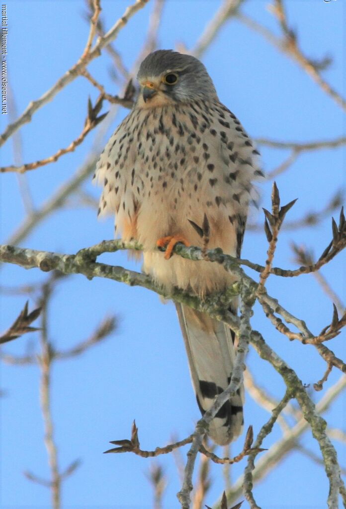 Common Kestrel male adult