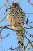 Common Kestrel