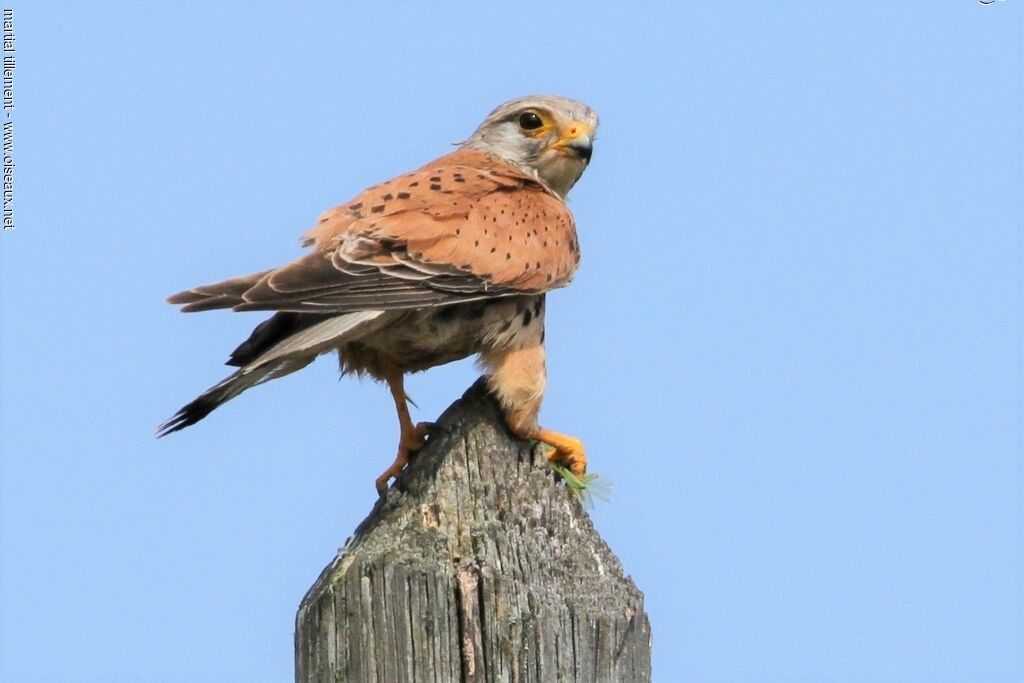 Common Kestrel