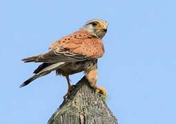 Common Kestrel