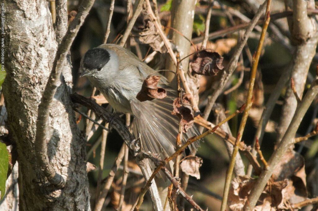 Eurasian Blackcap male adult