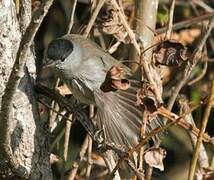 Eurasian Blackcap