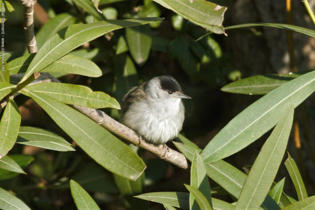 Eurasian Blackcap male adult