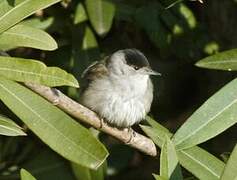 Eurasian Blackcap