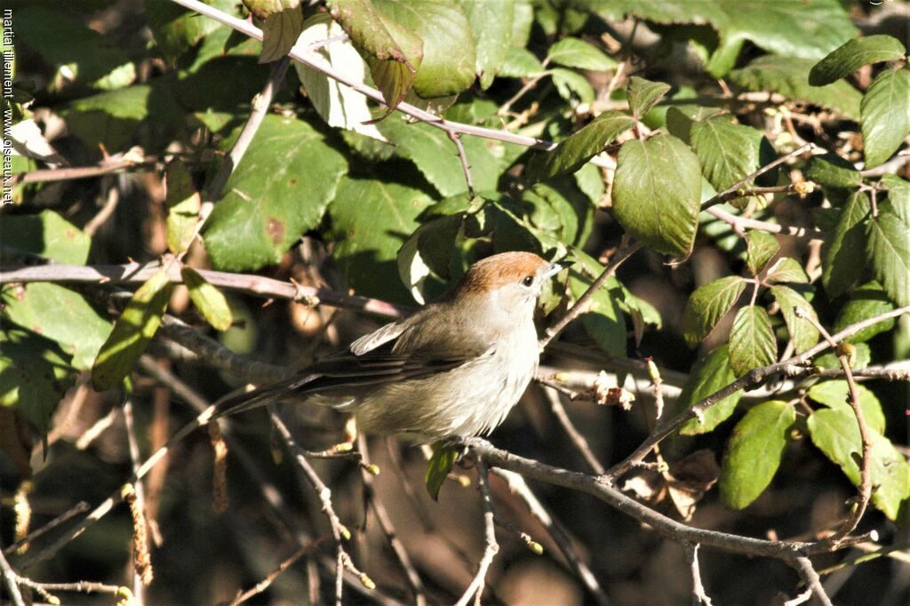 Eurasian Blackcap female