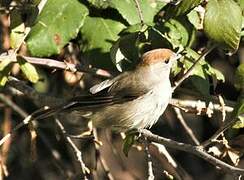 Eurasian Blackcap