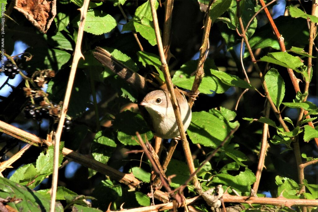 Fauvette grisette femelle