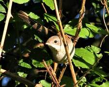 Common Whitethroat