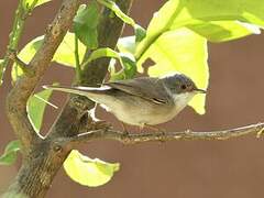 Sardinian Warbler