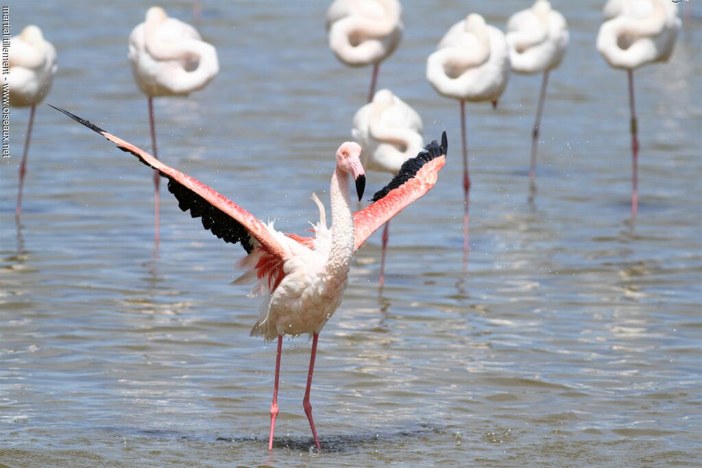 Greater Flamingo